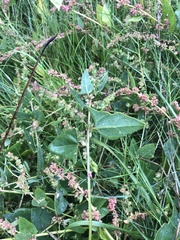 Atriplex australasica