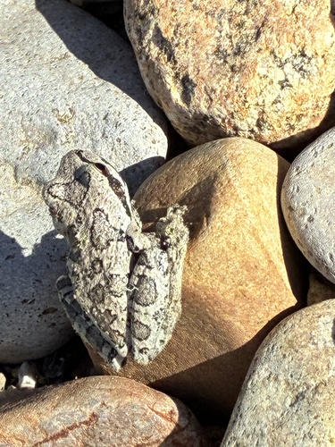 iNaturalist observation photo of Pacific chorus frog
