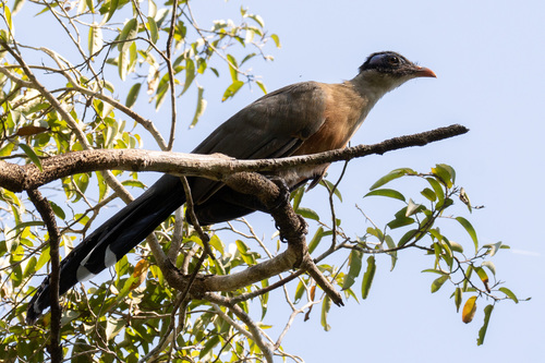 Giant Coua (Coua gigas)