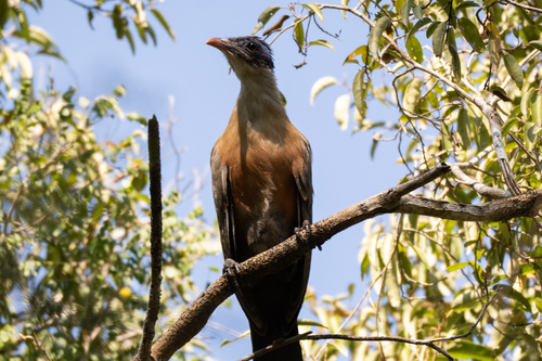 Giant Coua (Coua gigas), photo 2