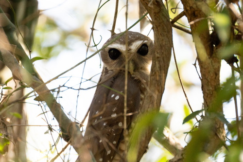 White-browed Owl (Athene superciliaris), photo 4