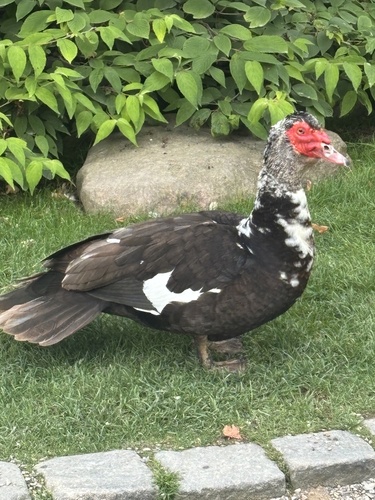 Domestic Muscovy Duck