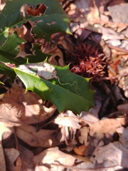 Phytomyza ilicis group