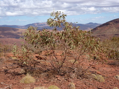 Eucalyptus kingsmillii