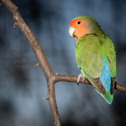 Namibian Rosy-faced Lovebird