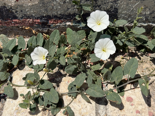 field bindweed