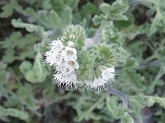 Phacelia rupestris