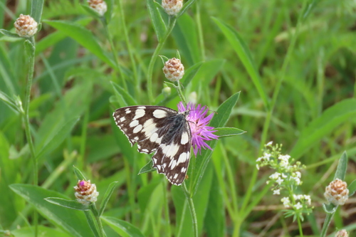 Marbled White
