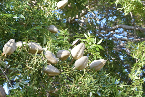 Swietenia humilis, photograph 1