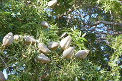 Swietenia humilis, photograph (c) Alberto Alcalá, some rights reserved (CC BY)