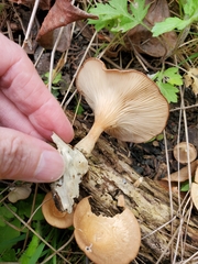 Ampulloclitocybe