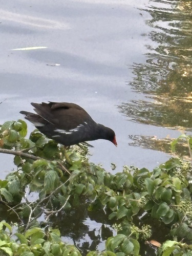 Common Moorhen