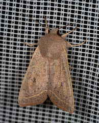 Orthosia gracilis