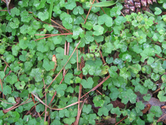 Hydrocotyle bowlesioides