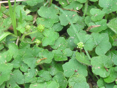 Hydrocotyle bowlesioides