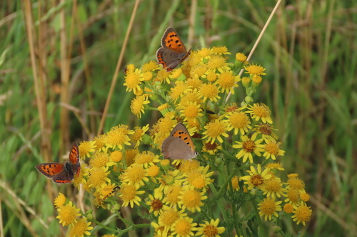 Small Copper
