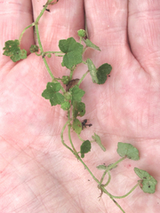 Hydrocotyle bowlesioides