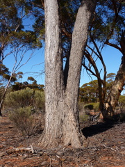 Eucalyptus longicornis