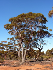 Eucalyptus longicornis