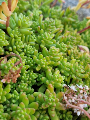 white stonecrop