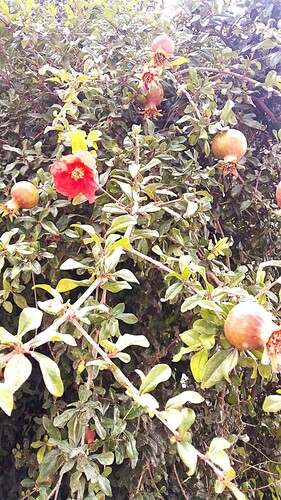 pomegranate