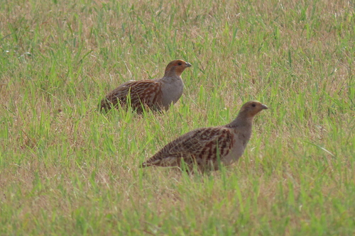 Gray Partridge