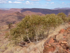 Eucalyptus pilbarensis