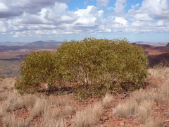 Eucalyptus pilbarensis