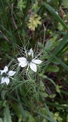 Nigella damascena
