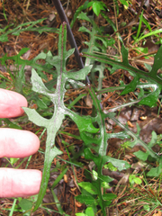 Lactuca hirsuta