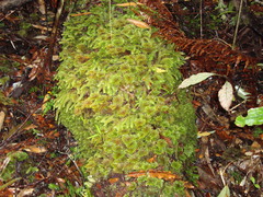Mniodendron comosum