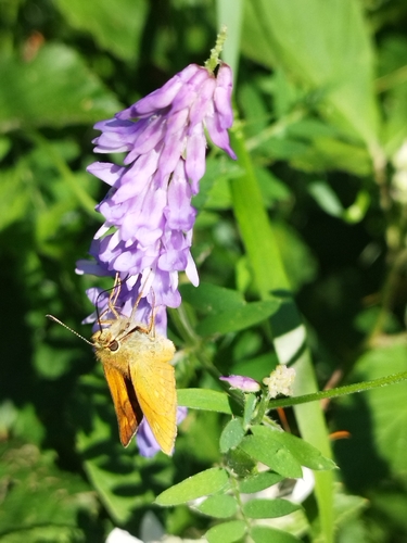 Large Skipper
