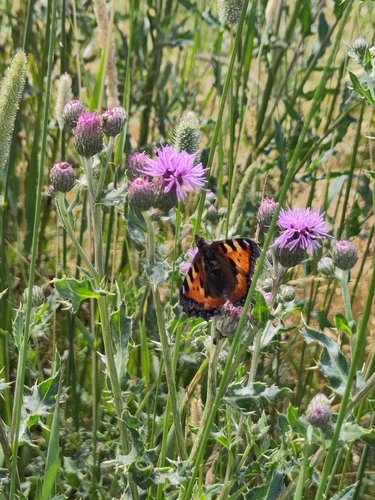 Small Tortoiseshell