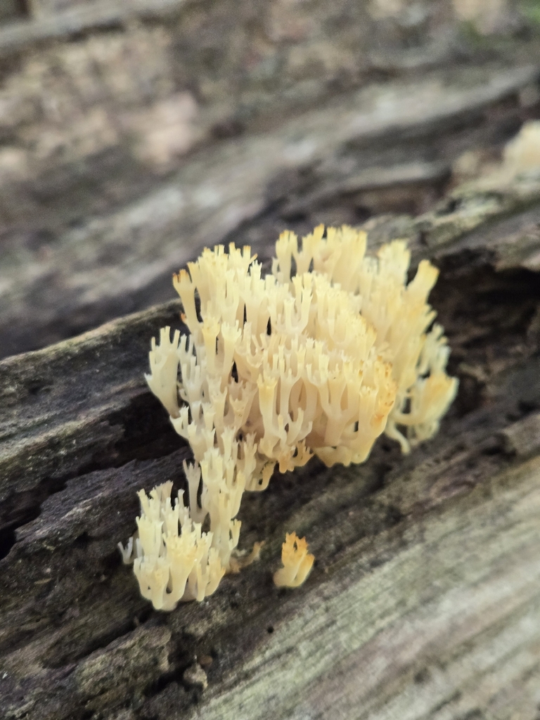 crown-tipped coral fungus · July 2026 · photo: Photo: (c) Alexander Diaz, some rights reserved (CC BY) · iNaturalist