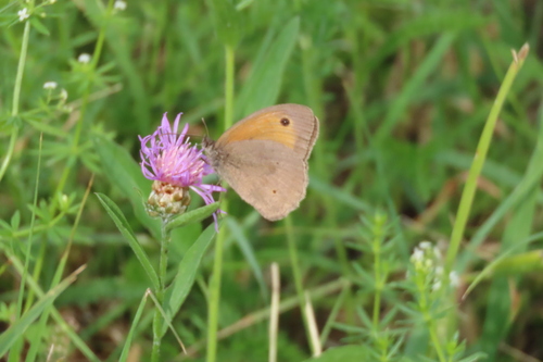 Meadow Brown