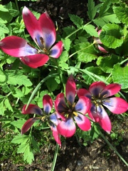 Tulipa humilis