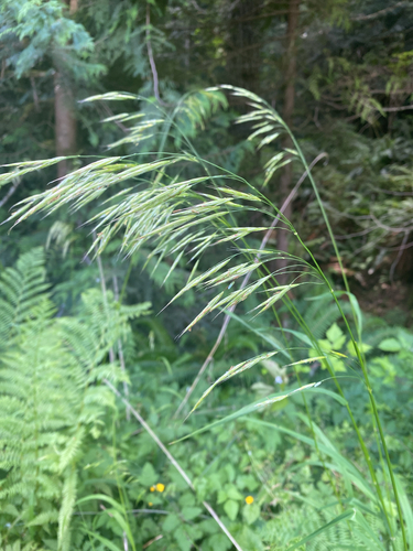 Bromus vulgaris, photograph 3