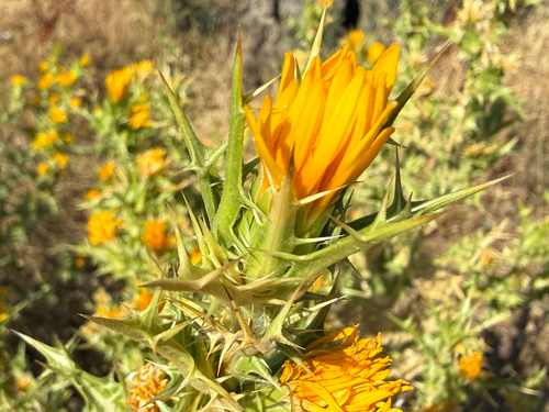 common golden thistle