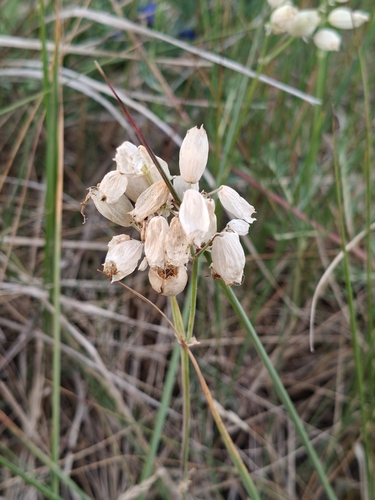bladder campion