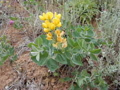 Lotus corniculatus corniculatus
