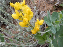 Lotus corniculatus corniculatus