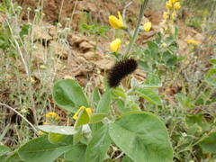 Lotus corniculatus corniculatus