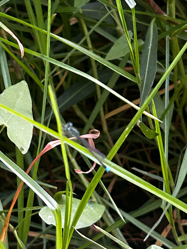 Blue-tailed Damselfly