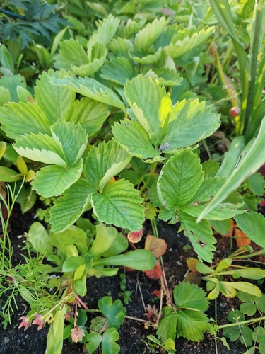 woodland strawberry