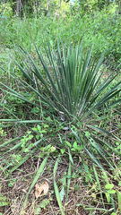 Yucca constricta
