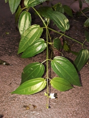 Aciotis