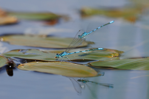Dainty Damselfly, Zuid-Holland, NL, photo 9 of 10