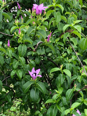 Cryptostegia