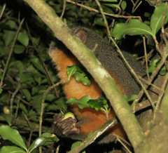 Aotus nigriceps