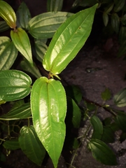 Aciotis